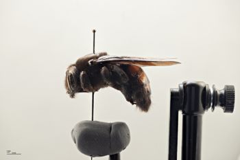 Media type: image;   Entomology 810657 Aspect: habitus lateral view